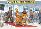 O'Hare Finally Delivers Something on Time, and It Was a Kitten