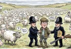Devon Man Arrested After Reporting 650 Sheep Stolen, Police Find Them Standing in His Field Looking Mildly Inconvenienced