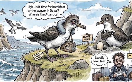 Scientists Confirm Seabirds Get Jet Lag, Which Explains Why They Fly Home Looking Like a Man Who Just Landed From Lagos via Dubai